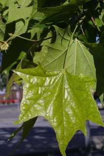Platanus occidentalis, leaf - whole upper surface