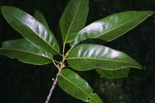 Quercus imbricaria, leaf - showing orientation on twig