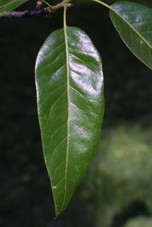 Quercus imbricaria, leaf - whole upper surface