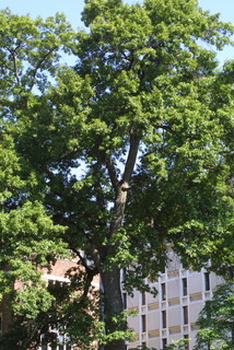 Quercus imbricaria, whole tree or vine - general
