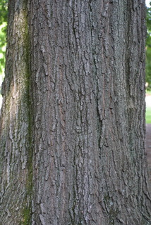 Quercus phellos, bark - of a large tree