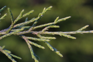 Juniperus virginiana, leaf - showing orientation on twig