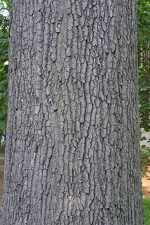Quercus imbricaria, bark - of a large tree