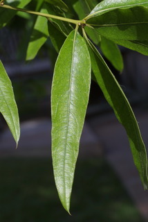 Quercus phellos, leaf - whole upper surface