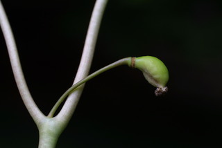 Podophyllum peltatum, fruit - lateral or general close-up