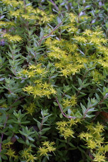 Sedum sarmentosum, whole plant - in flower - general view