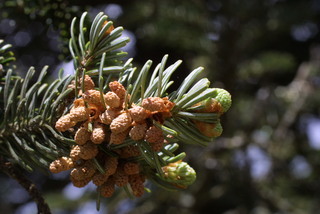 Abies fraseri, cone - male