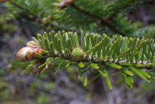 Abies fraseri, leaf - showing orientation on twig