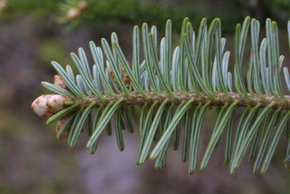 Abies fraseri, leaf - showing orientation on twig