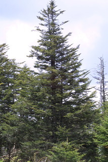 Abies fraseri, whole tree - general