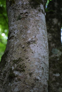 Aesculus flava, bark - of a large tree