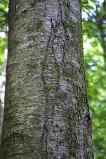 Betula alleghaniensis, bark - of a large tree