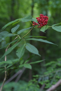 Sambucus racemosa, fruit - as borne on the plant