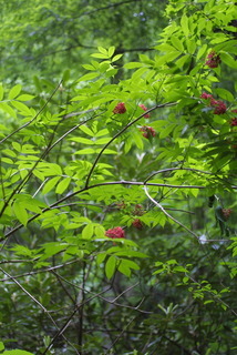 Sambucus racemosa, whole tree or vine - general