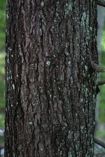 Tsuga canadensis, bark - of a large tree