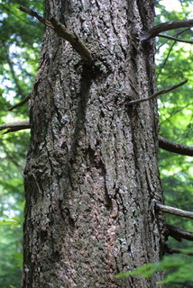 Tsuga canadensis, bark - of a large tree