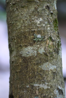 Acer spicatum, bark - of a small tree or small branch