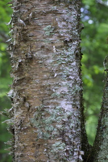 Betula alleghaniensis, bark - of a medium tree or large branch