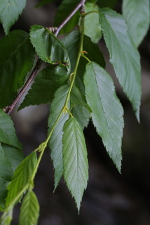 Betula alleghaniensis, leaf - showing orientation on twig