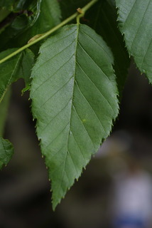 Betula alleghaniensis, leaf - whole upper surface