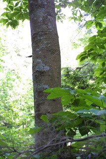 Magnolia fraseri, bark - of a large tree