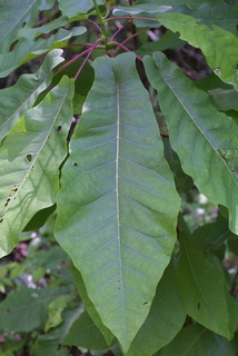 Magnolia fraseri, leaf - whole upper surface