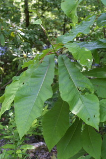 Magnolia fraseri, whole tree or vine - general