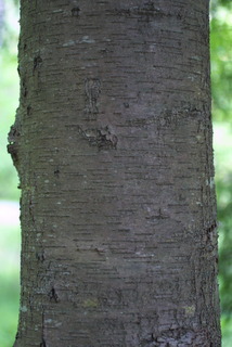 Betula lenta, bark - of a large tree