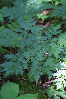Cimicifuga americana, leaf - basal or on lower stem