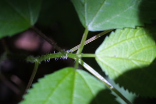 Laportea canadensis, stem - showing leaf bases