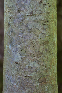 Magnolia tripetala, bark - of a medium tree or large branch