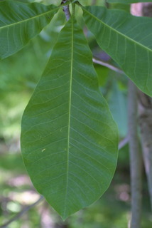 Magnolia tripetala, leaf - whole upper surface
