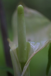 Arisaema triphyllum, inflorescence - closeup of flower interior