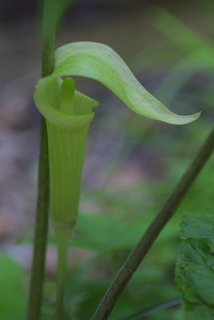Arisaema triphyllum, inflorescence - lateral view of flower