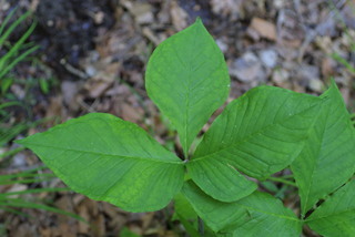 Arisaema triphyllum, leaf - basal or on lower stem