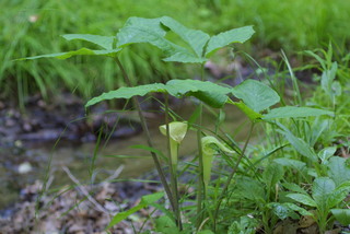 Arisaema triphyllum, whole plant - in flower - general view