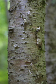 Betula alleghaniensis, bark - of a small tree or small branch