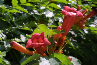 Campsis radicans, inflorescence - whole - unspecified