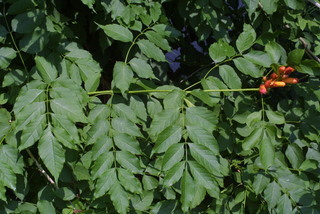 Campsis radicans, leaf - showing orientation on twig