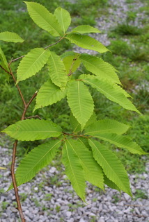 Castanea dentata, leaf - showing orientation on twig