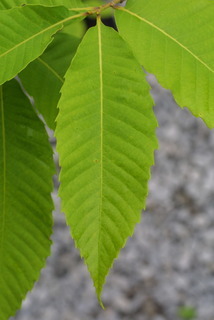 Castanea dentata, leaf - whole upper surface