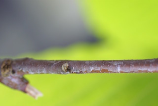 Castanea dentata, twig - close-up winter leaf scar/bud