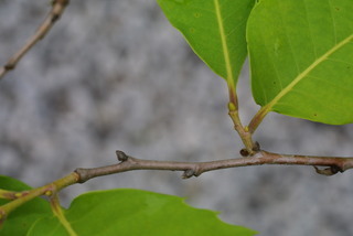 Castanea dentata, twig - orientation of petioles