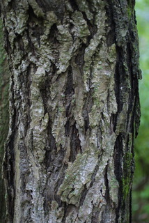 Juglans cinerea, bark - of a medium tree or large branch