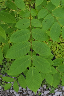 Juglans cinerea, leaf - whole upper surface