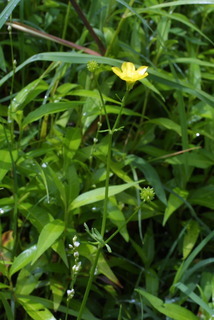 Ranunculus bulbosus, whole plant - in flower - general view