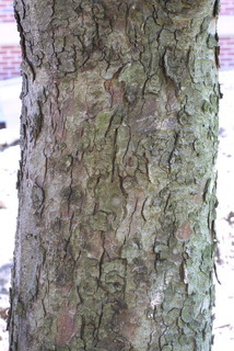 Aesculus hippocastanum, bark - of a large tree