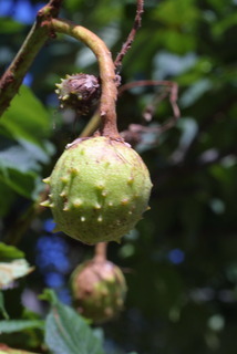 Aesculus hippocastanum, fruit - immature