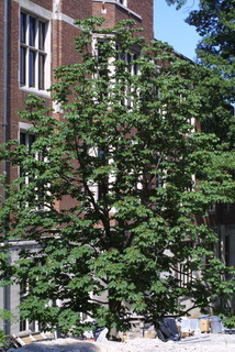 Aesculus hippocastanum, whole tree or vine - general