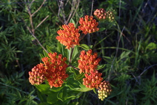 Asclepias tuberosa, inflorescence - whole - unspecified
